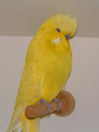 DF Spangle Yellow cock-Jun02.jpg (8037 bytes)