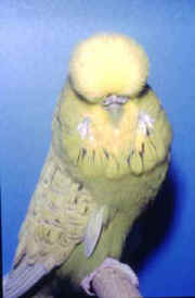 grgrsphen.jpg (32263 bytes)